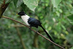 White-necked myna - (Streptocitta albicollis).jpg