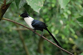 <span class="mw-page-title-main">White-necked myna</span> Species of bird