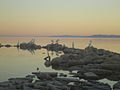 White Pelicans on the North Coast