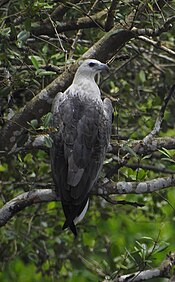 Sea Eagle