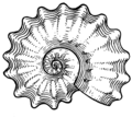 Whorl (PSF).png