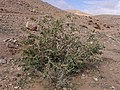 Vitanijos krūmas (Izraelis)