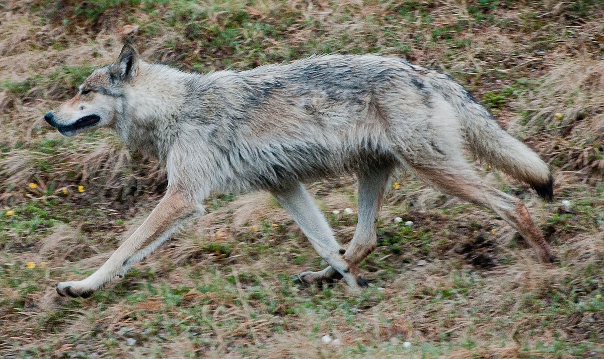 real moving pictures of wolves running