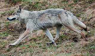 Interior Alaskan wolf Subspecies of grey wolf native to Alaska and Canada