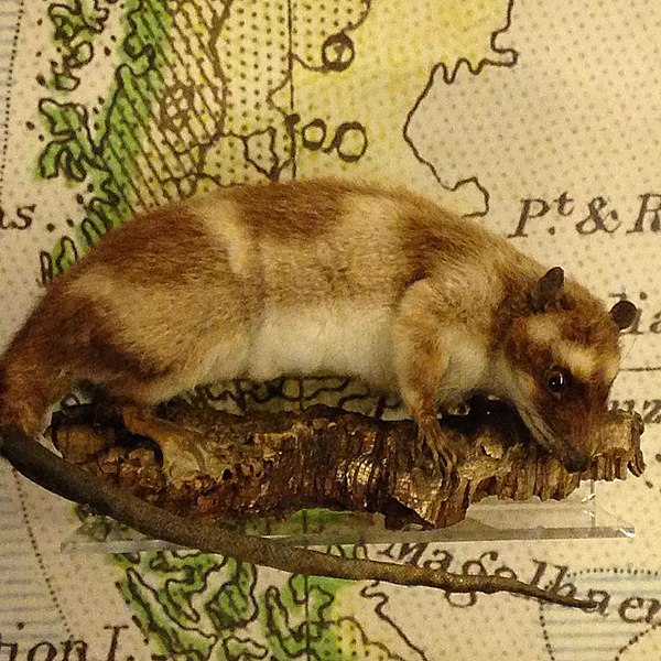 Fichier : Yabok, ou opossum aquatique (Chironectes minimus) des lacs et rivières d'Amérique du Sud (A.666)mcrmuseum -NaturesLibrary.jpg