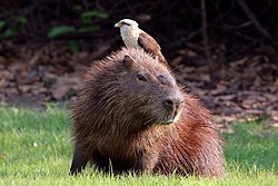 Yellow-headed caracara (Milvago chimachima) on capybara (Hydrochoeris hydrochaeris).JPG