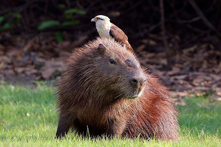 Химахима (Milvago chimachima), стоящая на спине капибары (Hydrochoerus hydrochaeris)