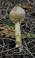 A young Shaggy parasol (Chlorophyllum rhacodes).