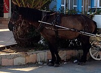 Zakynthos horse