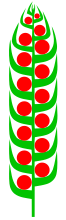 Zapfen (blomsterstand) .svg