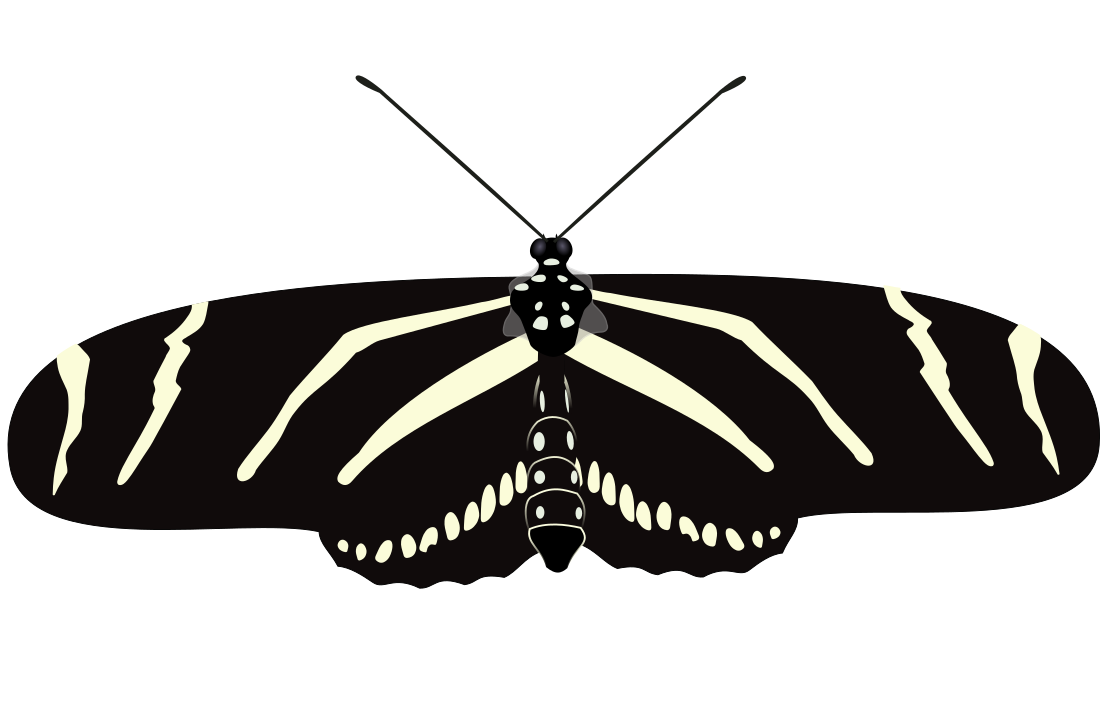 File:Zebra longwing.svg