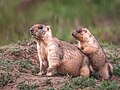 * Nomination Juvenile marmot of a current year with his sister of a last year. Burabay national park, Burabay District, Akmola Reion, Kazakhstan. By User:Xeniya Gorlenko --Красный 08:57, 27 June 2024 (UTC) * Promotion Good quality. --ReneeWrites 10:44, 27 June 2024 (UTC)