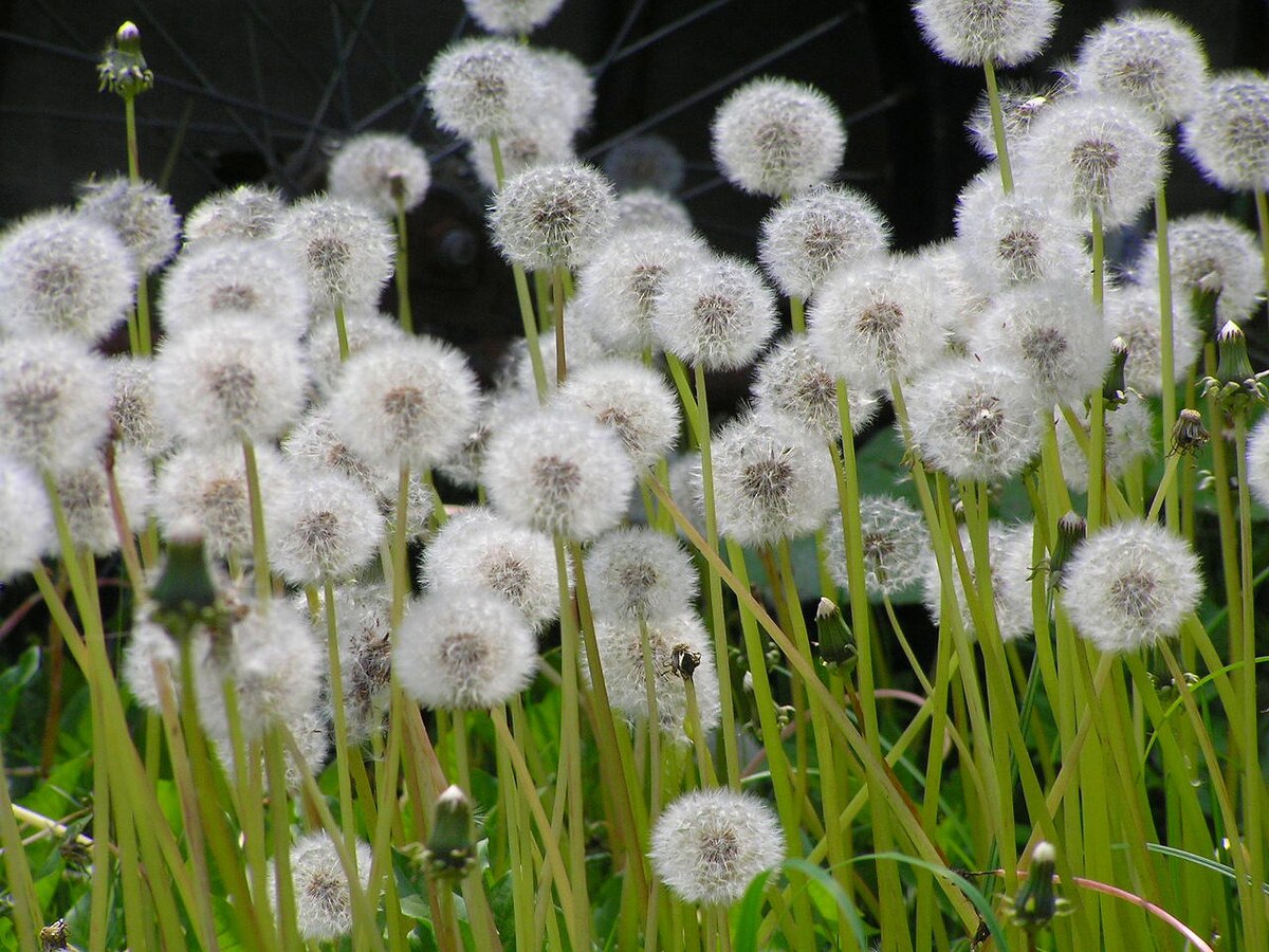 File:タンポポの種（綿毛）北海道6200416.jpg - Wikimedia Commons