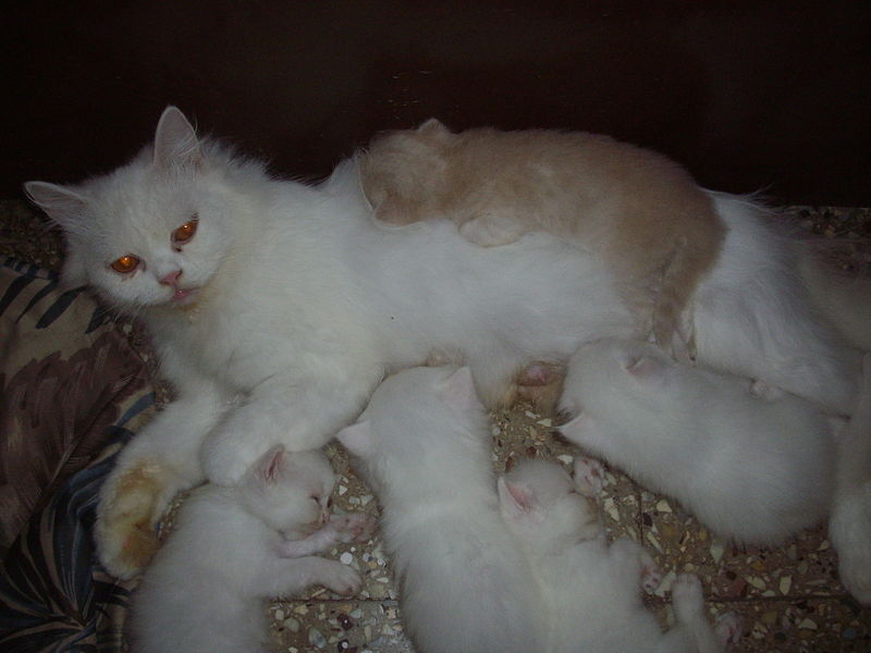 File:'Doll Faced Persian Cat Matahari' and her family of kittens'.JPG