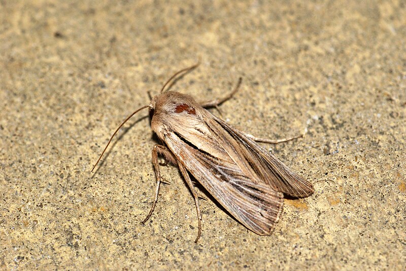 File:(2205) Shoulder-striped Wainscot (Mythimna comma) (3670206578).jpg