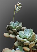 Pachyphytum oviferum