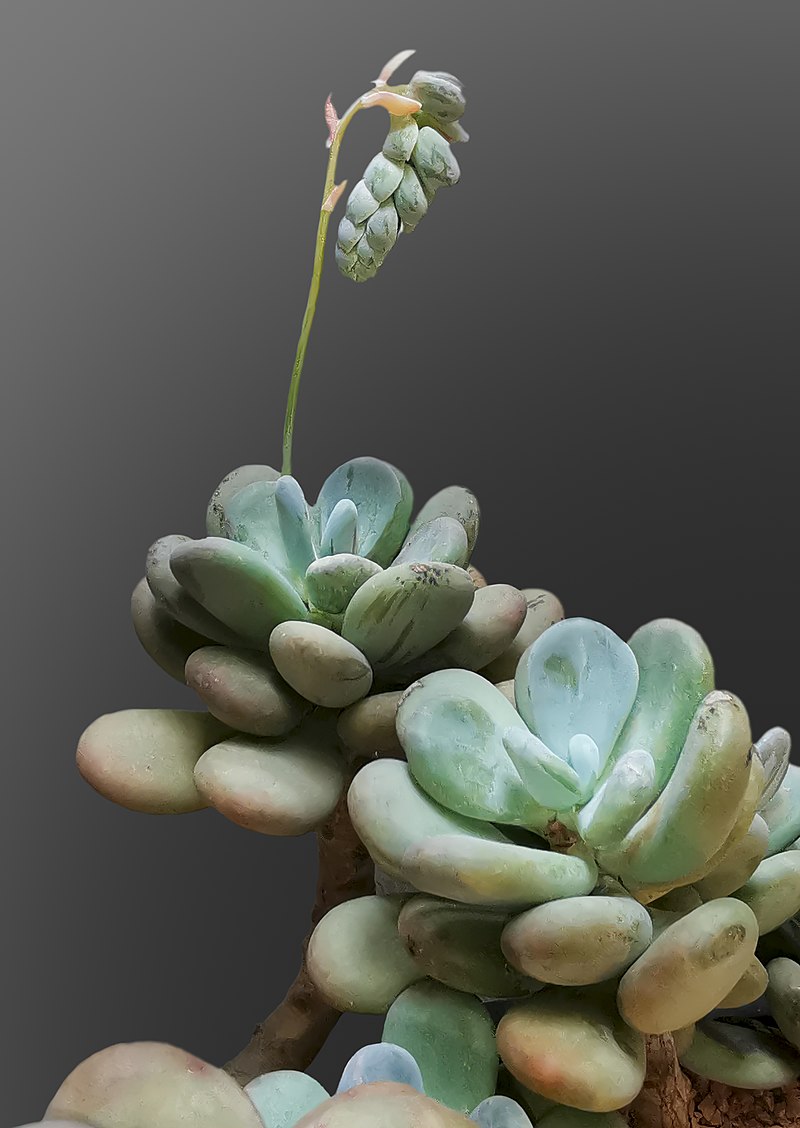 Succulent plant - Wikipedia