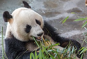 动物园内的熊猫