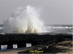 La pointe du liman est classé[1]