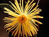 Квітка Pleiospilos.jpg