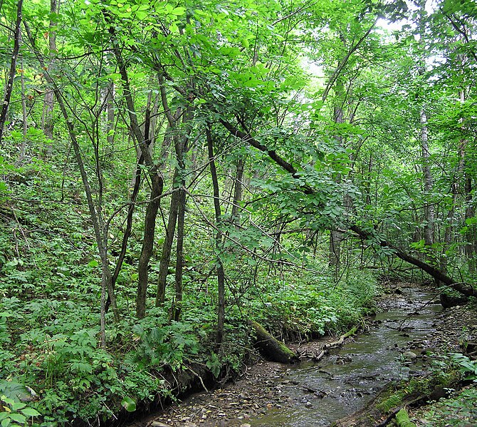 File:Лемезинские "джунгли". Ручей (1) - panoramio.jpg