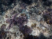 Lumps of tar camouflaged underwater in Rosh Hanikra