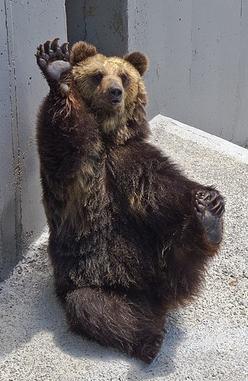 Ours brun de l'Oussouri