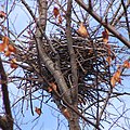 針金ハンガー入りカラスの巣