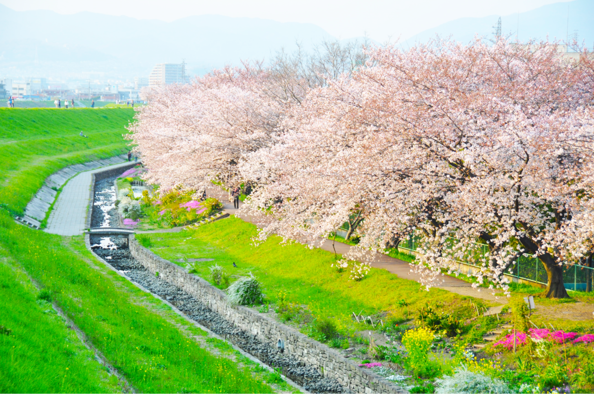 ファイル 桜 高槻 Png Wikipedia