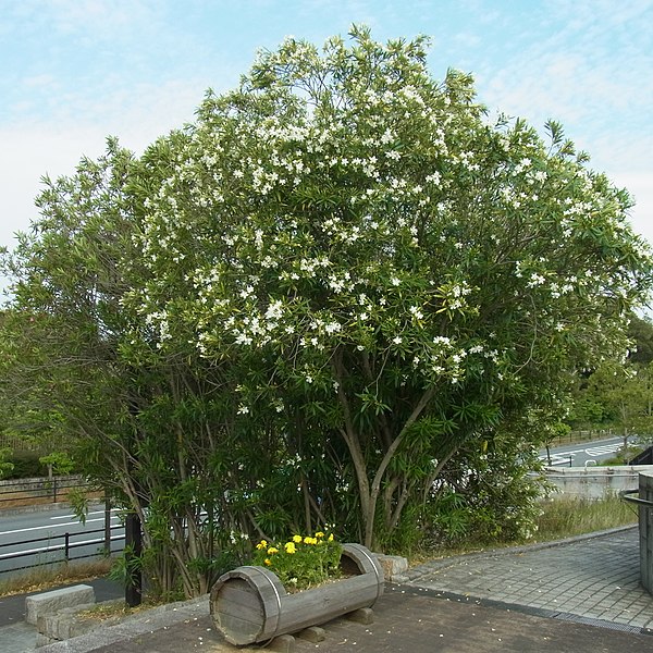 File:馬見丘陵公園・北エリアにて キョウチクトウの木 Oleander shrubs 2012.6.07 - panoramio.jpg