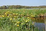 Miniatuur voor Bestand:- panoramio - ✿ Vlinder ✿ (4).jpg