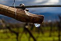 * Nomination Refraction by water on weeping grapevine --F. Riedelio 15:35, 13 March 2022 (UTC) * Promotion  Support Good quality. --Aismallard 15:41, 13 March 2022 (UTC)