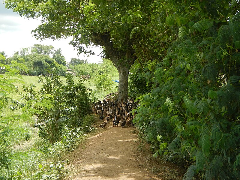 File:06659jfCandaba Pampanga Fields Duck Farming Bahay Pare Dulong Ilog Bulacanfvf 24.JPG