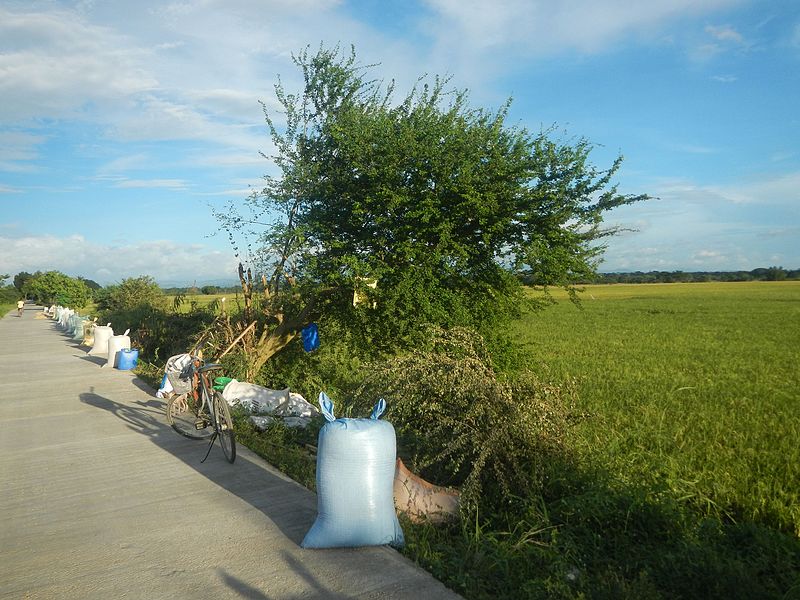 File:09424jfPaddy fields trees irrigation canals Farm to Market Road Talampas Bustos Bulacanfvf 11.jpg