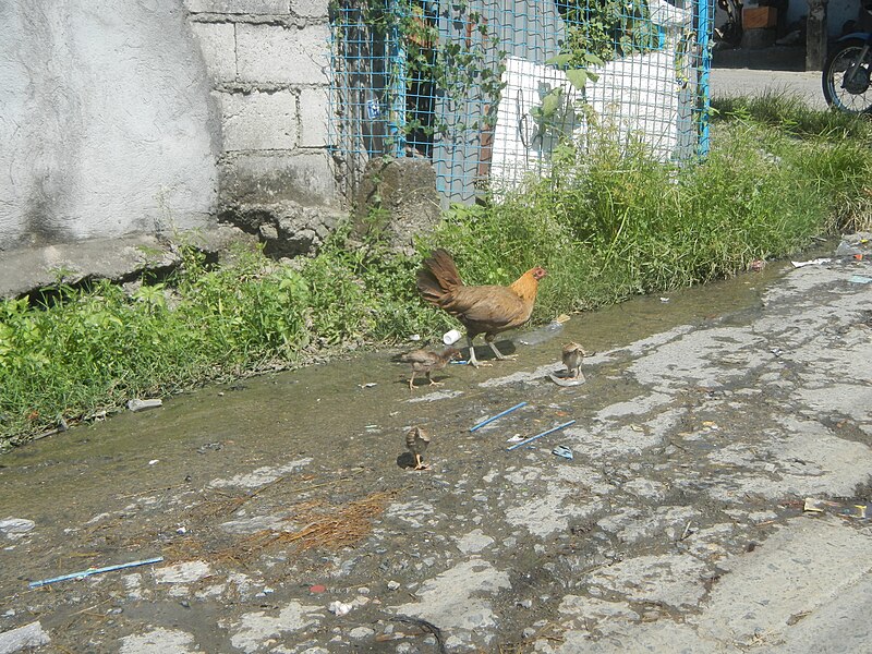 File:1896Hen with chicks in the Philippines 04.jpg