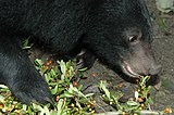A bear eating fruits 19-Formosan Black Bear.JPG