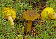 2012-06-25 Phylloporus arenicola A. H. Sm. & Trappe 230833.jpg