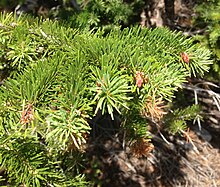 Foliage 2013-07-14 09 27 54 Douglas fir foliage along Wheeler Peak Scenic Drive in Great Basin National Park, Nevada.jpg