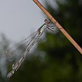 Houtpantserjuffer (Chalcolestes viridis) ♀