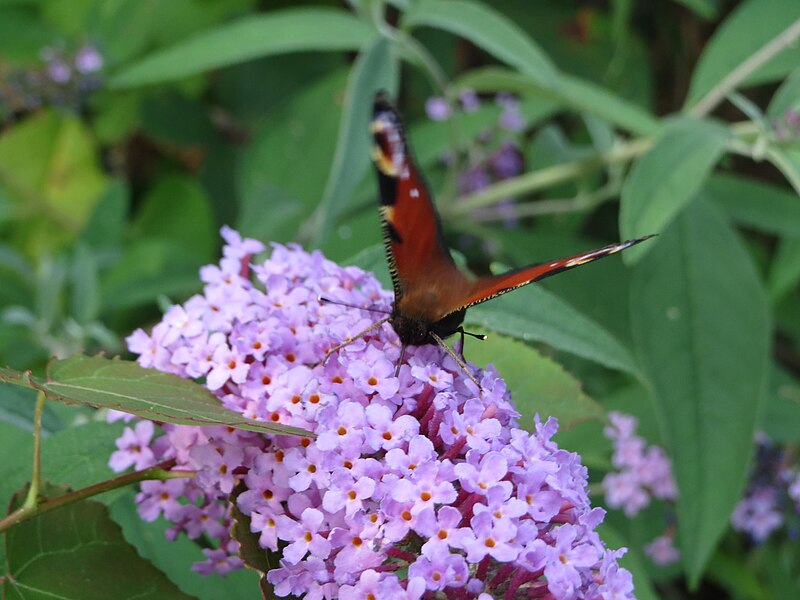 File:20130906Aglais io on Buddleja davidii3.jpg