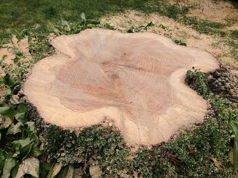 File:2014-05-14 14 39 33 Stump of a removed Pin Oak infected with bacterial leaf scorch in Ewing, New Jersey.JPG