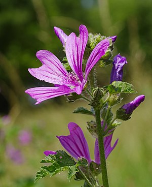 Malva sylvestris. Taken by a lake in Pfingstberg, Mannheim-Rheinau, Baden-Württemberg, Germany.