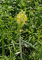 Echtes Leinkraut - Linaria vulgaris