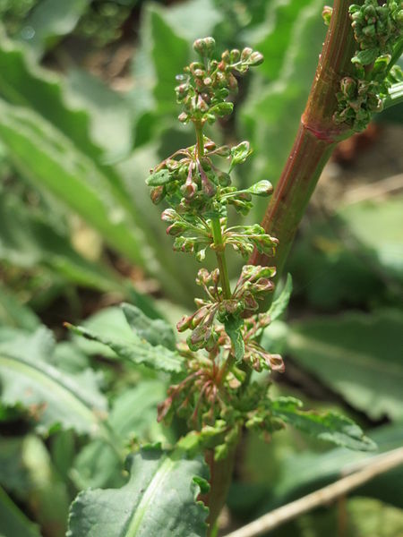 File:20150508Rumex acetosa.jpg