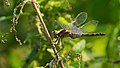 Große Heidelibelle - Sympetrum striolatum, Weibchen