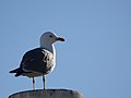 2018-02-11 Yellow-legged Gull (Larus michahellis), Albufeira.jpg