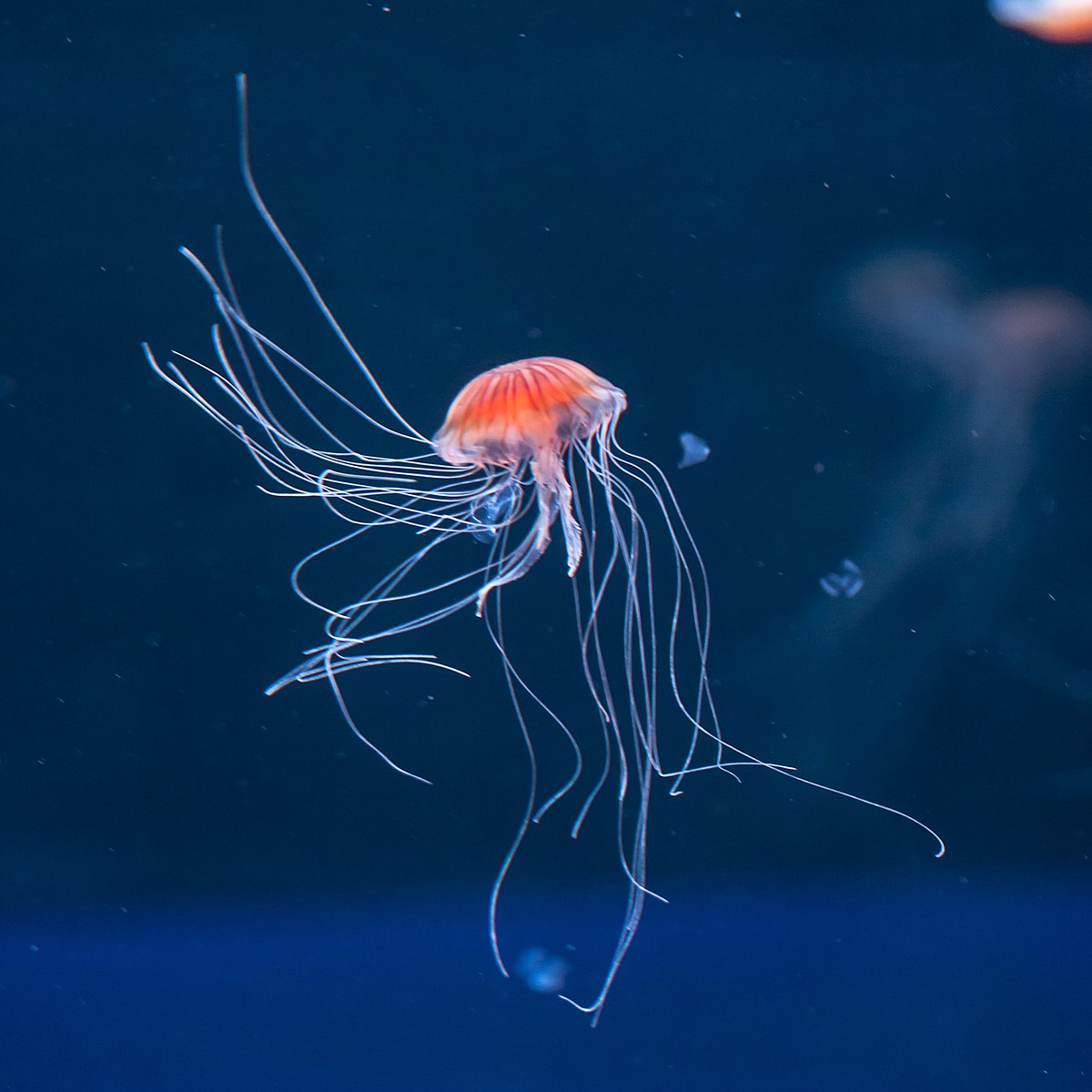 cnidaria medusa