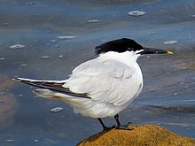 Les sternes (Sterna sandvicensis) nichent dans l'Archipel Tyulen'i.