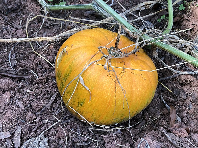 File:2021-09-15 12 45 33 Pumpkin ripening on the vine along Hidden Meadow Drive in the Franklin Farm section of Oak Hill, Fairfax County, Virginia.jpg
