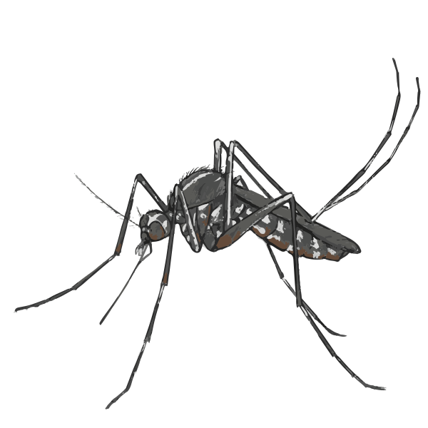 File:202204 Asian tiger mosquito.svg